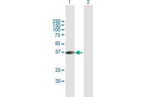 Western Blot analysis of FLCN expression in transfected 293T cell line by FLCN MaxPab polyclonal antibody. (FLCN anticorps  (AA 1-342))