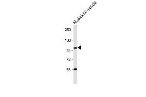 Anti-LGR5/GPR49 Antibody (N-term) at 1:1000 dilution + Mouse skeletal muscle lysate Lysates/proteins at 20 μg per lane. (LGR5 anticorps  (N-Term))