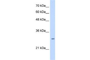 LRRC59 antibody used at 0. (LRRC59 anticorps  (C-Term))