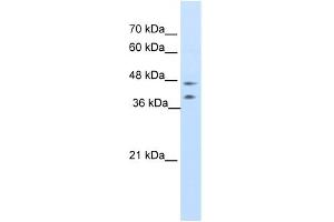 WB Suggested Anti-BLZF1 Antibody Titration:  0. (BLZF1 anticorps  (C-Term))