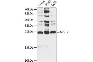 Western blot analysis of extracts of various cell lines, using MIS12 antibody (ABIN7268546) at 1:1000 dilution.