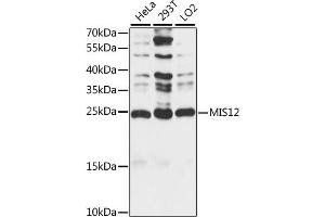 Western blot analysis of extracts of various cell lines, using MIS12 antibody (ABIN7268546) at 1:1000 dilution. (MIS12 anticorps  (AA 1-205))