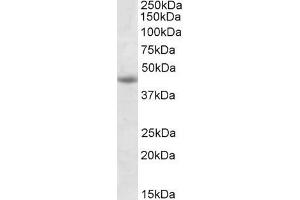 ABIN571171 (1µg/ml) staining of Jurkat lysate (35µg protein in RIPA buffer). (GNAS anticorps  (Internal Region))