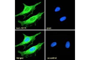 (ABIN334388) Immunofluorescence analysis of paraformaldehyde fixed HeLa cells, permeabilized with 0. (DRD5 anticorps  (Internal Region))