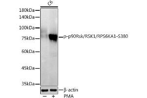 Western blot analysis of extracts of C6 cells, using Phospho-p90Rsk/RSK1/RPS6K-S380 antibody (ABIN7270036) at 1:1000 dilution. (RPS6KA1 anticorps  (pSer380))