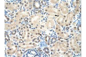 Image no. 1 for anti-Mortality Factor 4 Like 2 (MORF4L2) (N-Term) antibody (ABIN203311)
