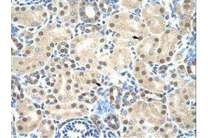 Image no. 1 for anti-Mortality Factor 4 Like 2 (MORF4L2) (N-Term) antibody (ABIN203311) (MORF4L2 anticorps  (N-Term))
