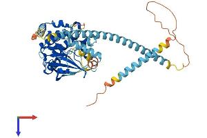 AlphaFold protein structure predicition of Human Recombinant NEK2 Protein, UniprotID P51955