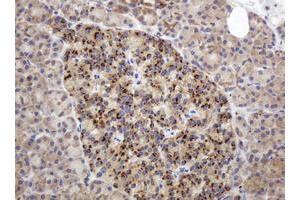 Image no. 5 for anti-Glyceraldehyde-3-Phosphate Dehydrogenase, Spermatogenic (GAPDHS) antibody (ABIN1498375) (GAPDHS anticorps)