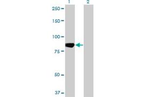 Western Blot analysis of MARK3 expression in transfected 293T cell line by MARK3 monoclonal antibody (M01), clone 1A10. (MARK3 anticorps  (AA 402-500))