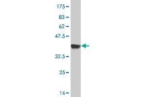Western Blot detection against Immunogen (38.