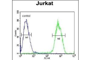 PCDHGC3 Antibody (Center) (ABIN654100 and ABIN2843984) flow cytometric analysis of Jurkat cells (right histogram) compared to a negative control cell (left histogram). (Protocadherin gamma Subfamily C, 3 (PCDHGC3) (AA 511-539) anticorps)
