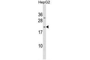 ARL6IP1 Antibody (N-term) western blot analysis in HepG2 cell line lysates (35µg/lane). (ARL6IP1 anticorps  (N-Term))