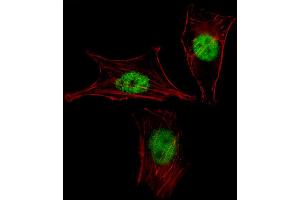 Fluorescent image of NIH-3T3 cell stained with MEOX2 Antibody . (MEOX2 anticorps  (AA 164-192))