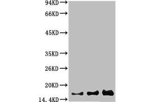 Western blot analysis of 1) Hela, 2) 293, 3) PC12 using Survivin Monoclonal Antibody. (Survivin anticorps)