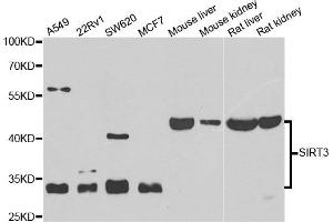 Western blot analysis of extracts of various cell lines, using SIRT3 antibody. (SIRT3 anticorps)