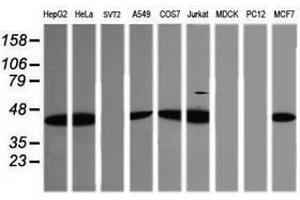 Image no. 11 for anti-Tripartite Motif Containing 38 (TRIM38) (AA 1-265) antibody (ABIN1490681) (TRIM38 anticorps  (AA 1-265))
