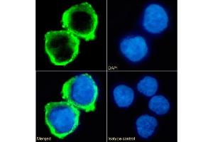 Immunofluorescence staining of fixed K562 cells with anti-B7-H6 antibody 17B1. (Recombinant B7-H6 anticorps  (Extracellular Domain))
