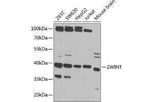 Western blot analysis of extracts of various cell lines, using ZWINT antibody (ABIN6128944, ABIN6150552, ABIN6150554 and ABIN6221938) at 1:1000 dilution. (ZWINT anticorps  (AA 1-277))