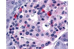 Anti-GPR35 antibody IHC of human pancreas.