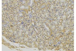 ABIN6279600 at 1/100 staining Mouse kidney tissue by IHC-P. (SCG5 anticorps  (Internal Region))