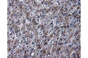 Immunohistochemical staining of paraffin-embedded pancreas tissue using anti-PLEKmouse monoclonal antibody. (Pleckstrin anticorps)