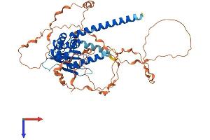 AlphaFold protein structure predicition of Human Recombinant OTUD1 Protein, UniprotID Q5VV17