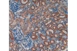 IHC-P analysis of Spleen tissue, with DAB staining. (VCAM1 anticorps  (AA 369-658))