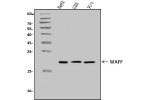 Western blot analysis of MAFF using anti-MAFF antibody (ABIN7599317). (MafF anticorps  (AA 1-37))