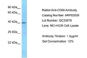 Western Blotting (WB) image for anti-CD68 Molecule (CD68) (N-Term) antibody (ABIN2789336) (CD68 anticorps  (N-Term))