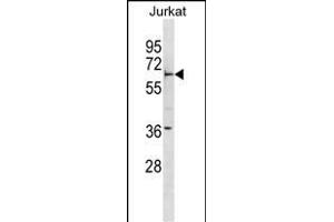 FBXW5 Antibody (Center) (ABIN1881341 and ABIN2838606) western blot analysis in Jurkat cell line lysates (35 μg/lane). (FBXW5 anticorps  (AA 324-350))