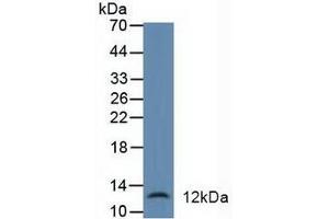 Western blot analysis of Human Liver Tissue. (alpha Defensin 1 anticorps  (AA 20-94))