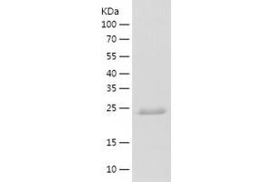 Western Blotting (WB) image for Prostaglandin E Synthase 2 (PTGES2) (AA 1-206) protein (His tag) (ABIN7124608) (PTGES2 Protein (AA 1-206) (His tag))
