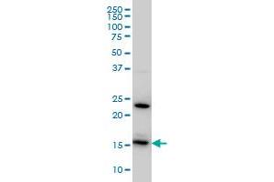 RPS17 monoclonal antibody (M01), clone 2C7 Western Blot analysis of RPS17 expression in HeLa . (RPS17 anticorps  (AA 36-135))