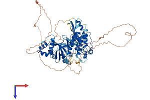 AlphaFold protein structure predicition of Mouse Recombinant Melk Protein, UniprotID Q61846