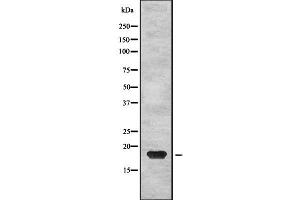 Western blot analysis of PTP4A2 using HepG2 whole cell lysates (PTP4A2 anticorps  (Internal Region))