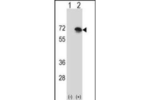 Western blot analysis of BLNK (arrow) using rabbit polyclonal BLNK Antibody (N-term) (ABIN657356 and ABIN2846406). (B-Cell Linker anticorps  (N-Term))