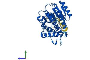 AlphaFold protein structure predicition of Mouse Recombinant Rdh11 Protein, UniprotID Q9QYF1