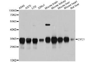 Western blot analysis of extracts of various cell lines, using CYC1 antibody. (Cytochrome C1 anticorps)
