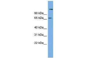 WB Suggested Anti-C12orf4 Antibody Titration: 0. (C12orf4 anticorps  (N-Term))