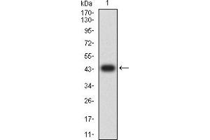 Western blot analysis using LRP1B mAb against human LRP1B (AA: extra 25-161) recombinant protein.
