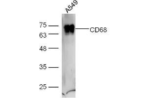 A549 cell lysates probed with Anti-CD68 Polyclonal Antibody, Unconjugated  at 1:5000 for 90 min at 37˚C. (CD68 anticorps  (AA 21-120))