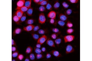 IF analysis of Aurora A/AURKA using anti-Aurora A/AURKA antibody (ABIN7599581). (Aurora A anticorps  (AA 1-97))