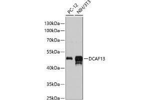 Western blot analysis of extracts of various cell lines, using DC antibody (ABIN6130928, ABIN6139428, ABIN6139429 and ABIN6217129) at 1:3000 dilution.