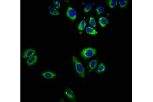Immunofluorescence staining of A549 cells with ABIN7164493 at 1:166, counter-stained with DAPI. (GPR32 anticorps  (AA 1-44))