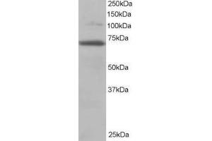 Image no. 1 for anti-Ran GTPase Activating Protein 1 (RANGAP1) (AA 2-15) antibody (ABIN291106) (RANGAP1 anticorps  (AA 2-15))