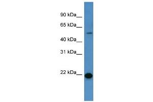 Western Blotting (WB) image for anti-Carcinoembryonic Antigen-Related Cell Adhesion Molecule 3 (CEACAM3) (C-Term) antibody (ABIN2788339) (CEACAM3 anticorps  (C-Term))