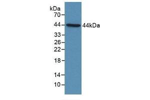 Detection of Recombinant C4d, Human using Polyclonal Antibody to Complement Component 4d (C4d) (Complement C4d anticorps  (AA 958-1335))