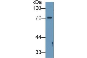 Detection of ANGPT2 in Human ECV304 cell lysate using Polyclonal Antibody to Angiopoietin 2 (ANGPT2) (Angiopoietin 2 anticorps  (AA 24-165))