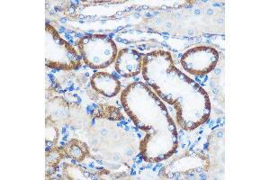 Immunohistochemistry of paraffin-embedded Mouse kidney using PEBP4 Rabbit pAb (ABIN7269280) at dilution of 1:100 (40x lens). (PEBP4 anticorps)